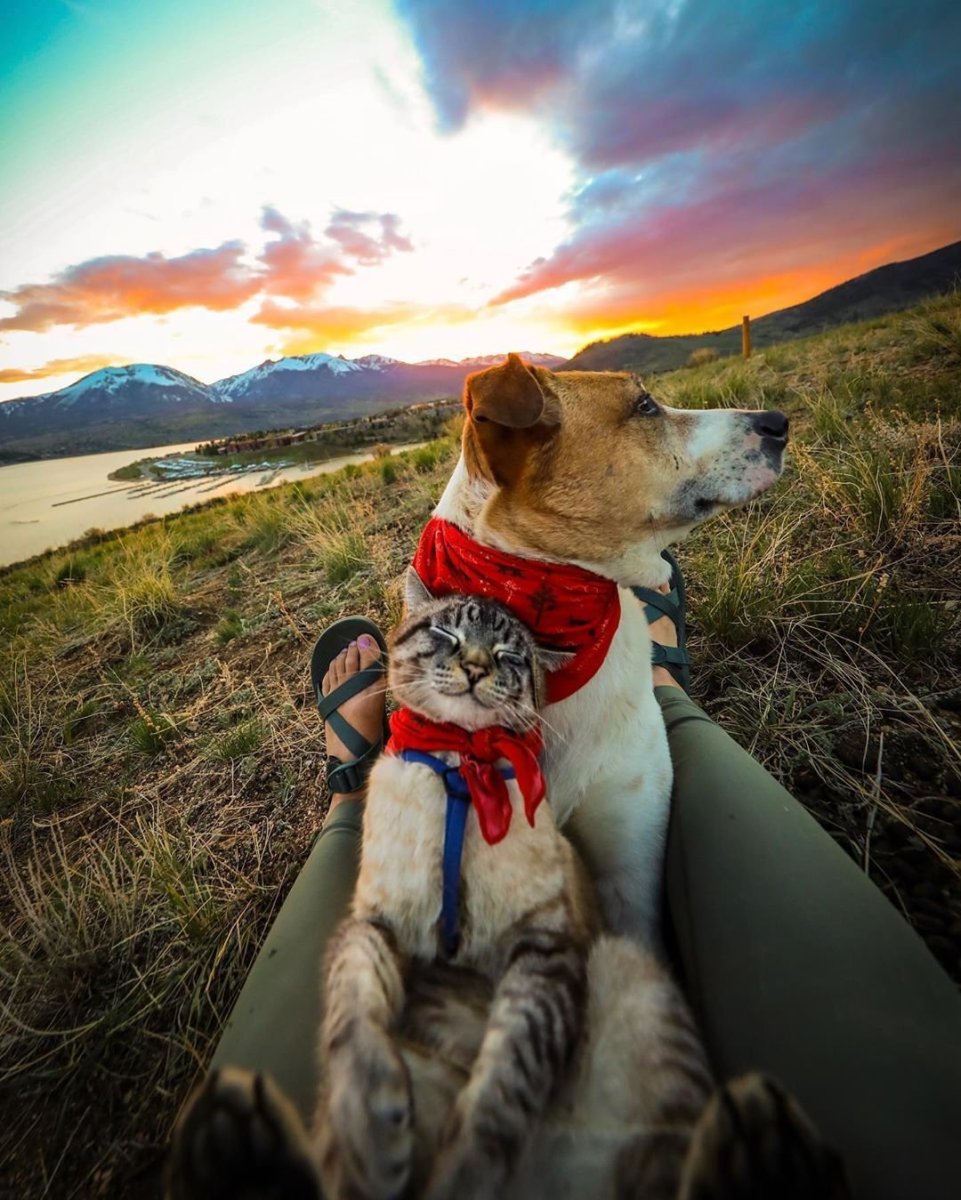 Пес Генри и кот балу