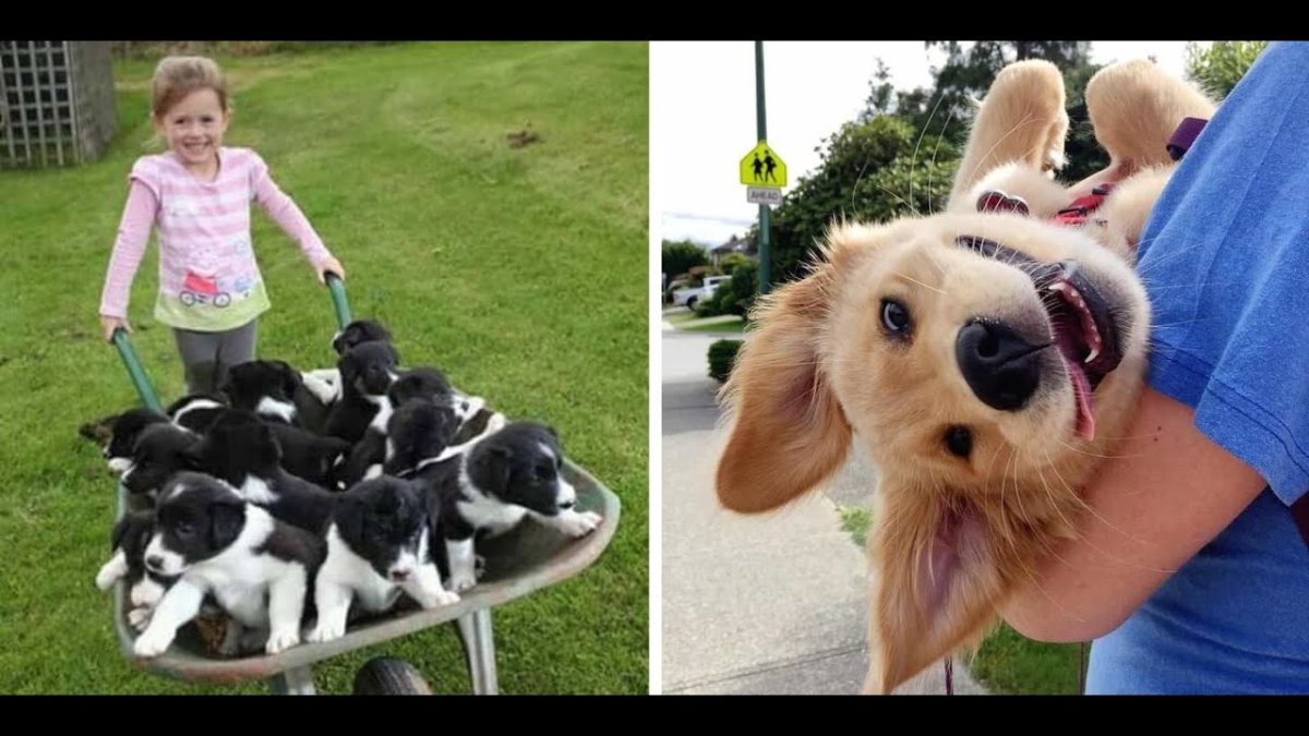 Смешные кошечки и собачки