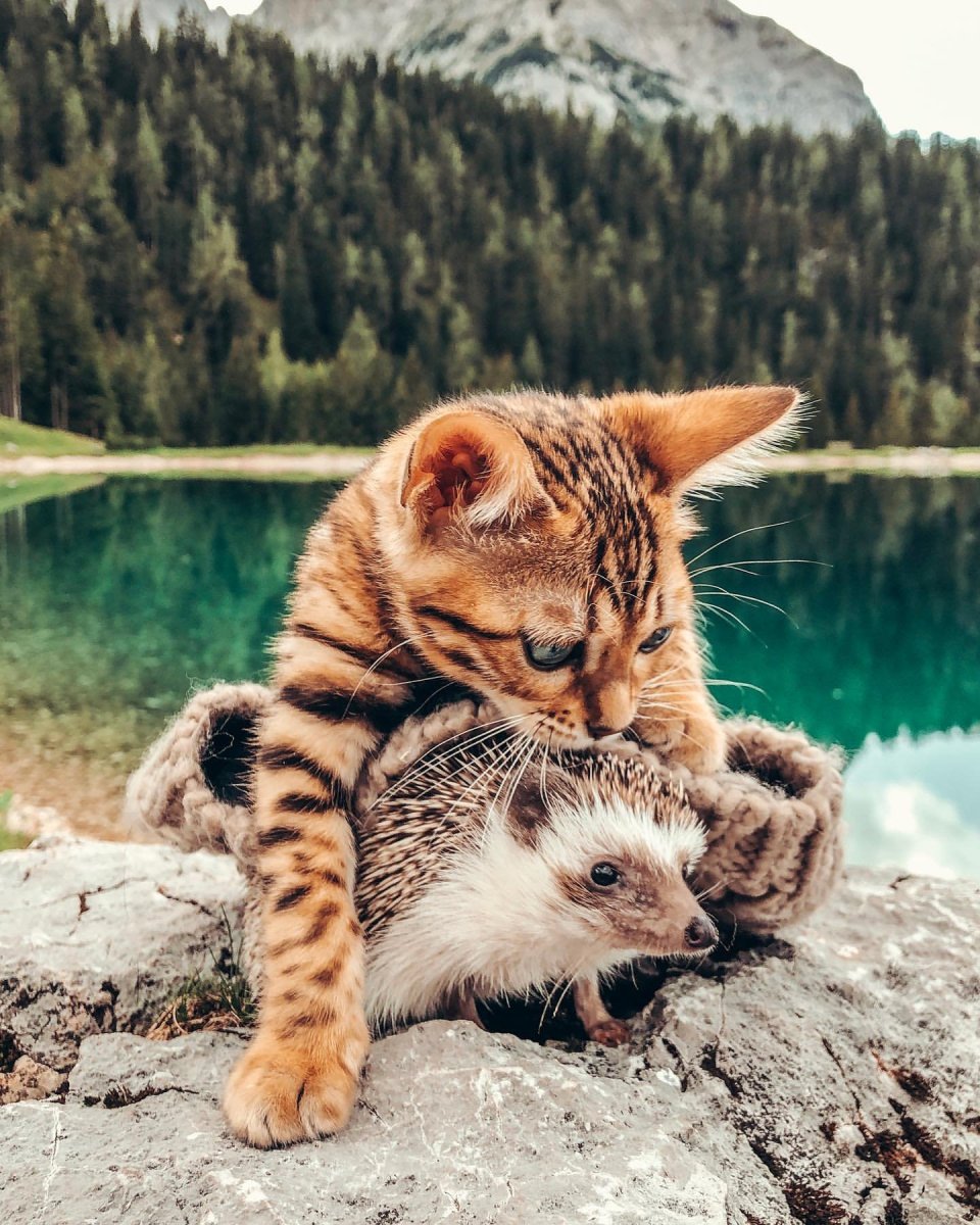 Фотосессия котят