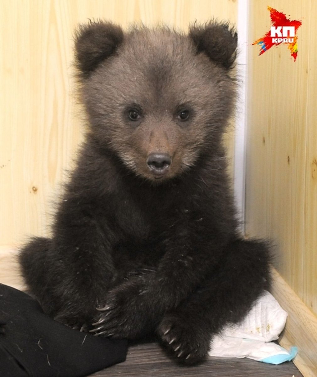 Маленький домашний медведь