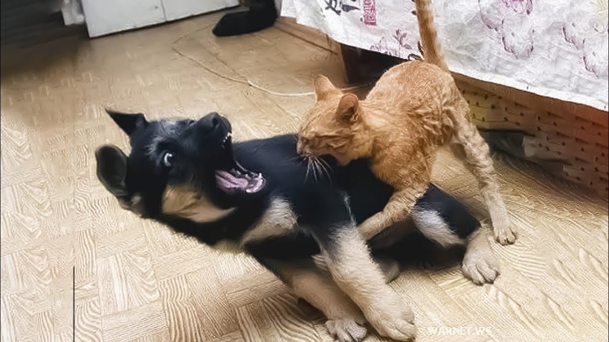 Хаски Эстетика