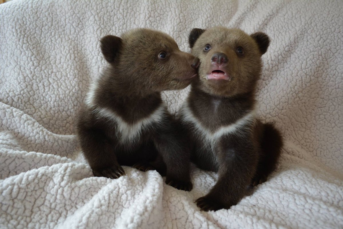 Милые животные мишки