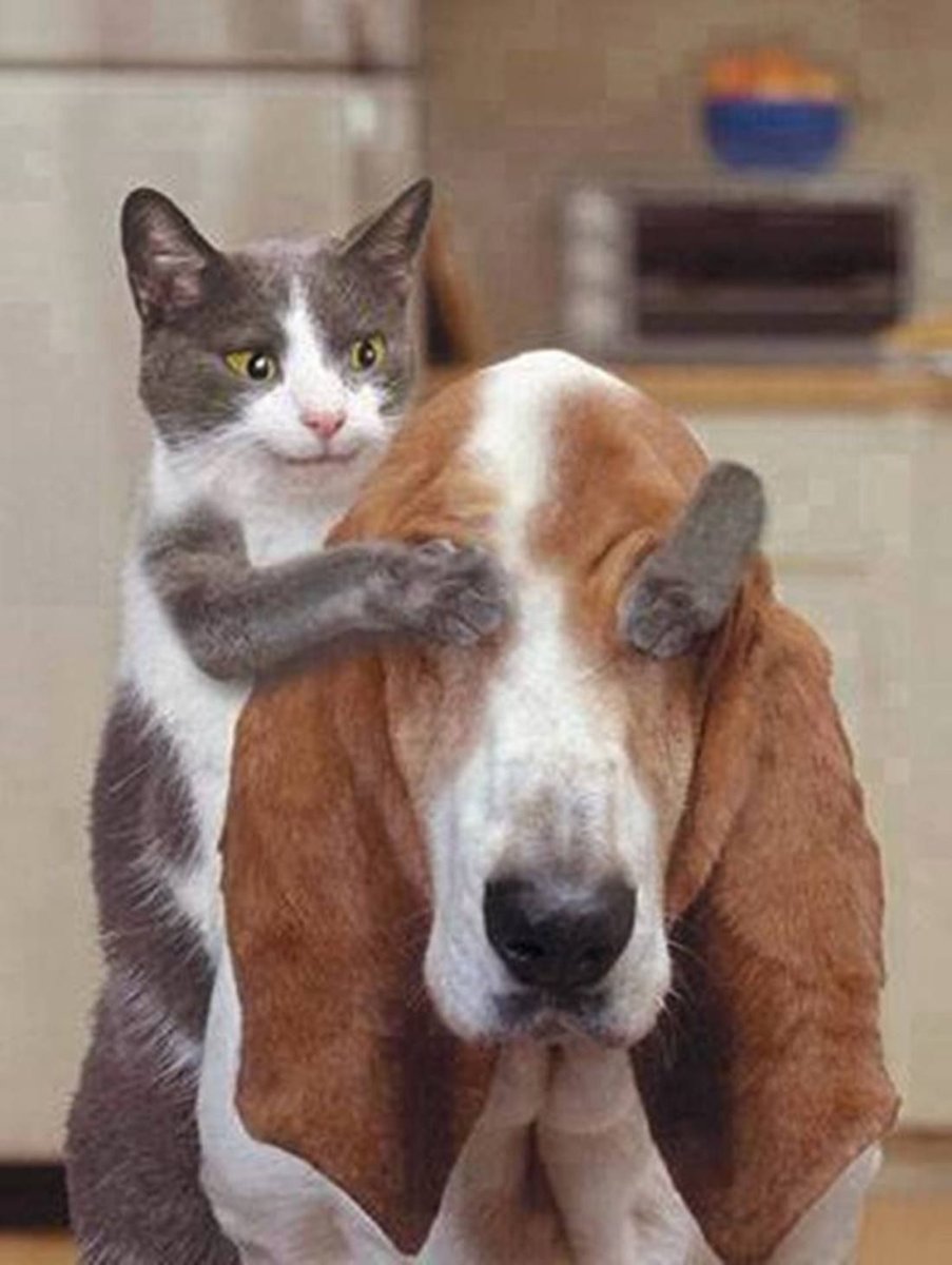 Пес Генри и кот балу