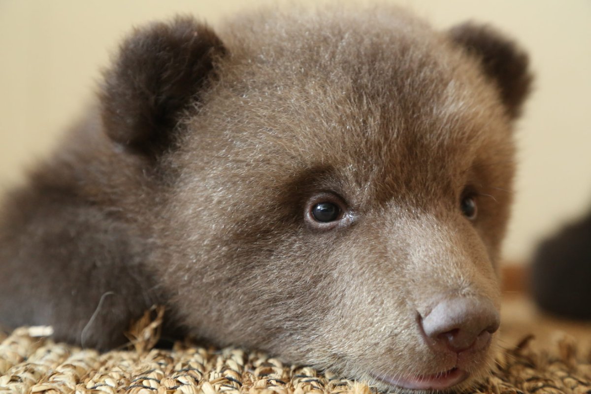 Медвежонок коричневый живой