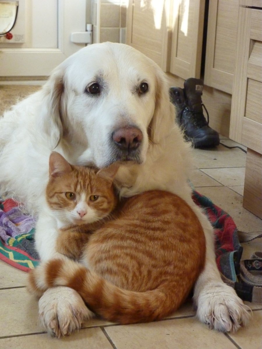 Собака и телевизор