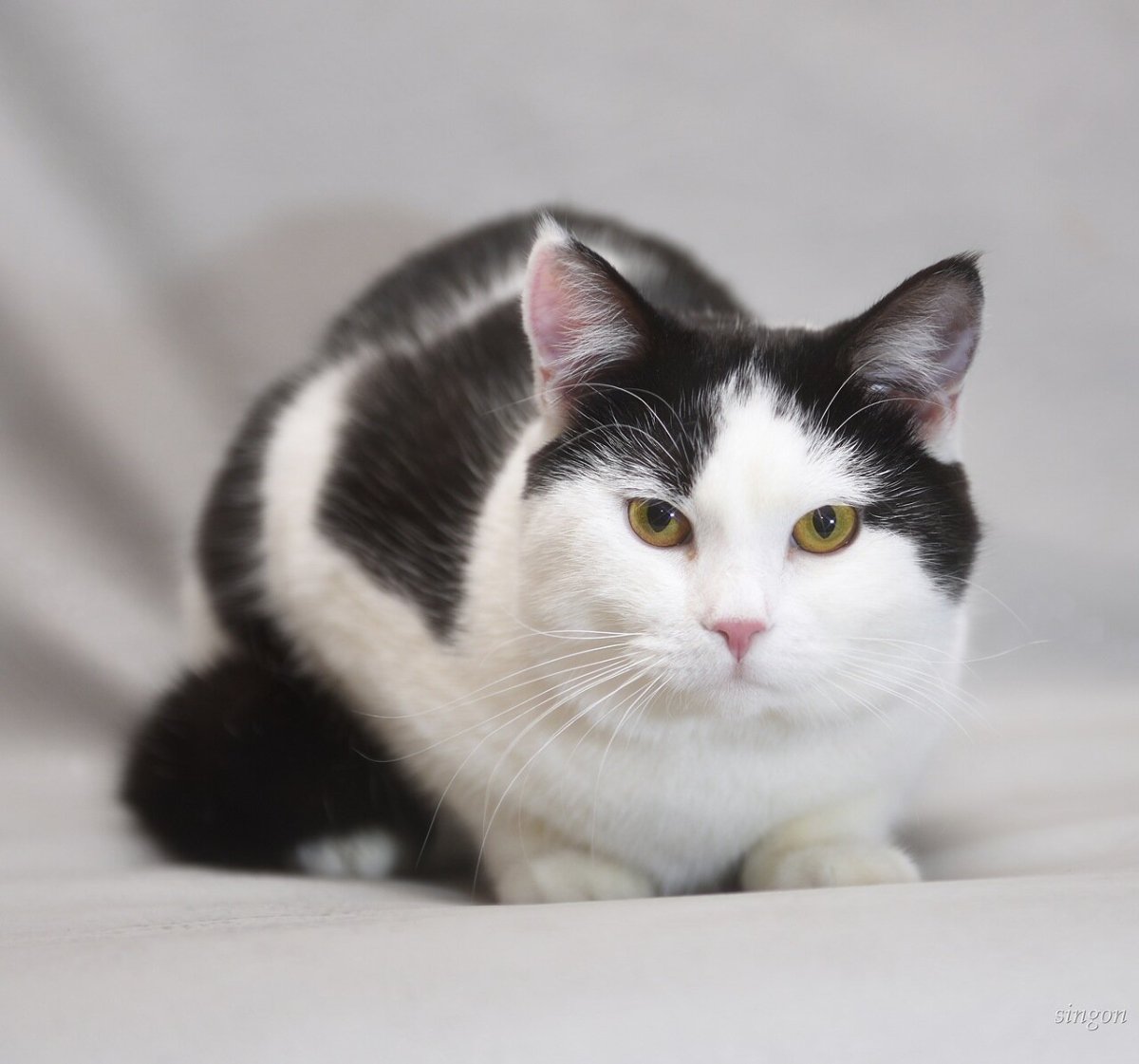 Черный сиамский кот метис