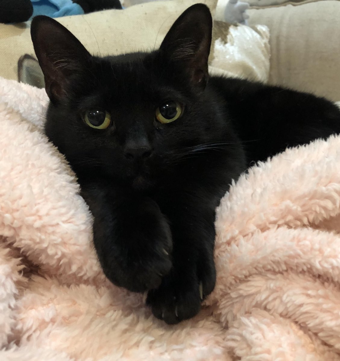 Черная кошка авито