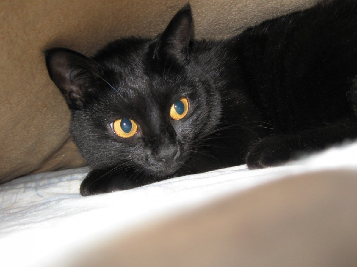 Ангорский кот метис