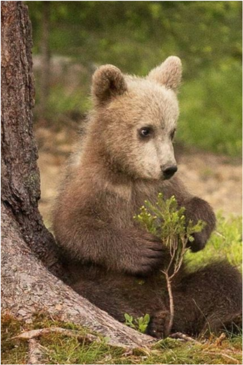 Маленький медведь