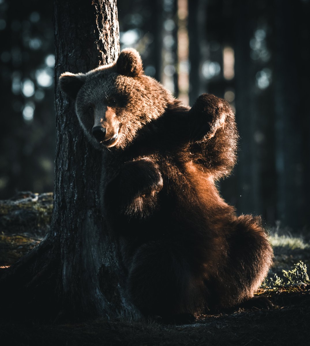 Медведь Эстетика