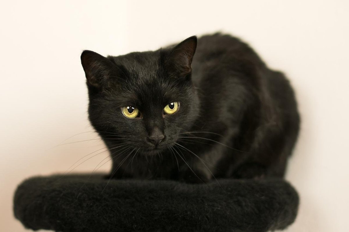 Метис британского кота черный