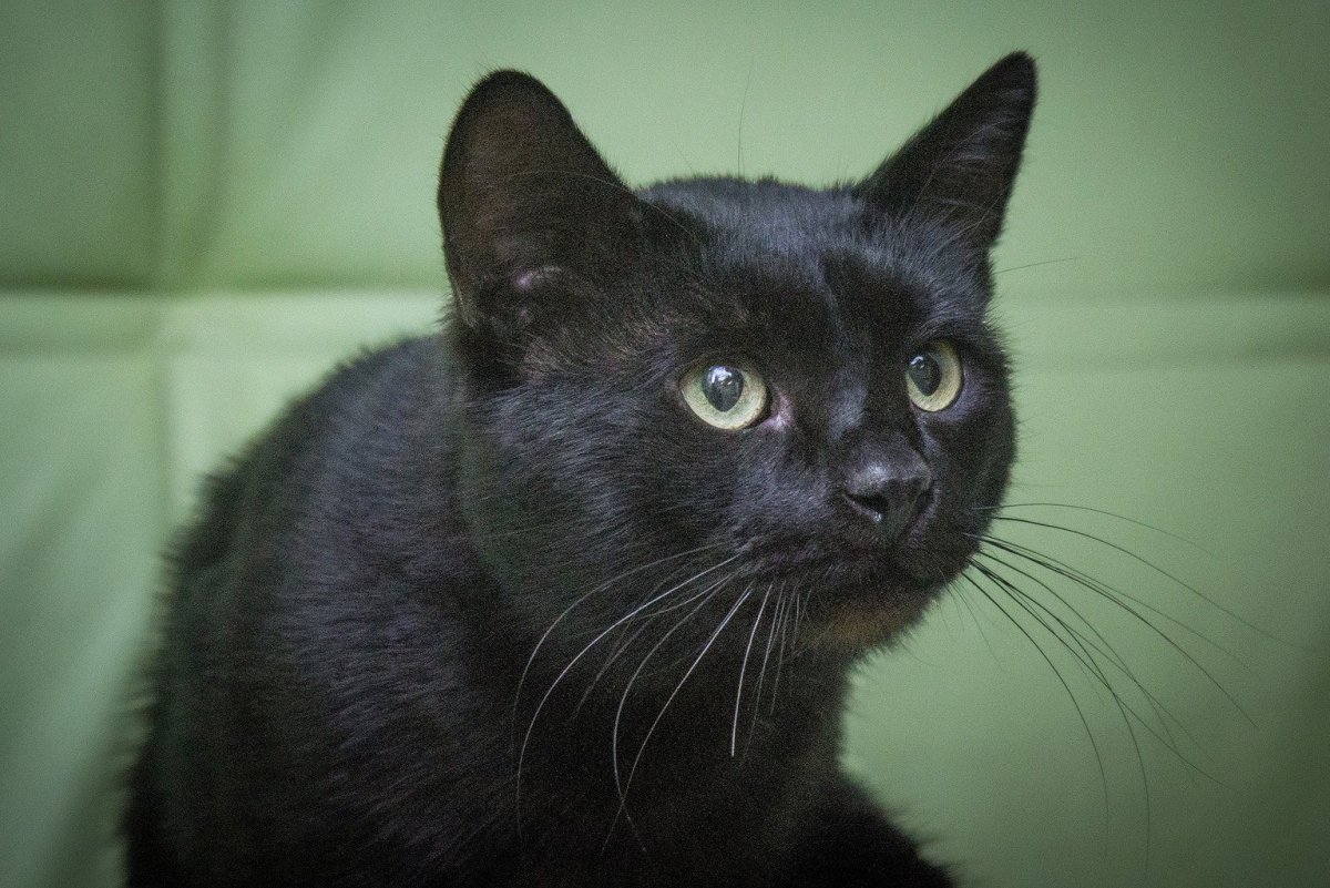 Шотландская вислоухая кошка черная