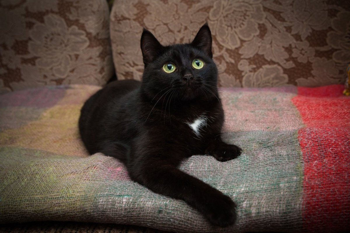 Метис Мейн куна черный