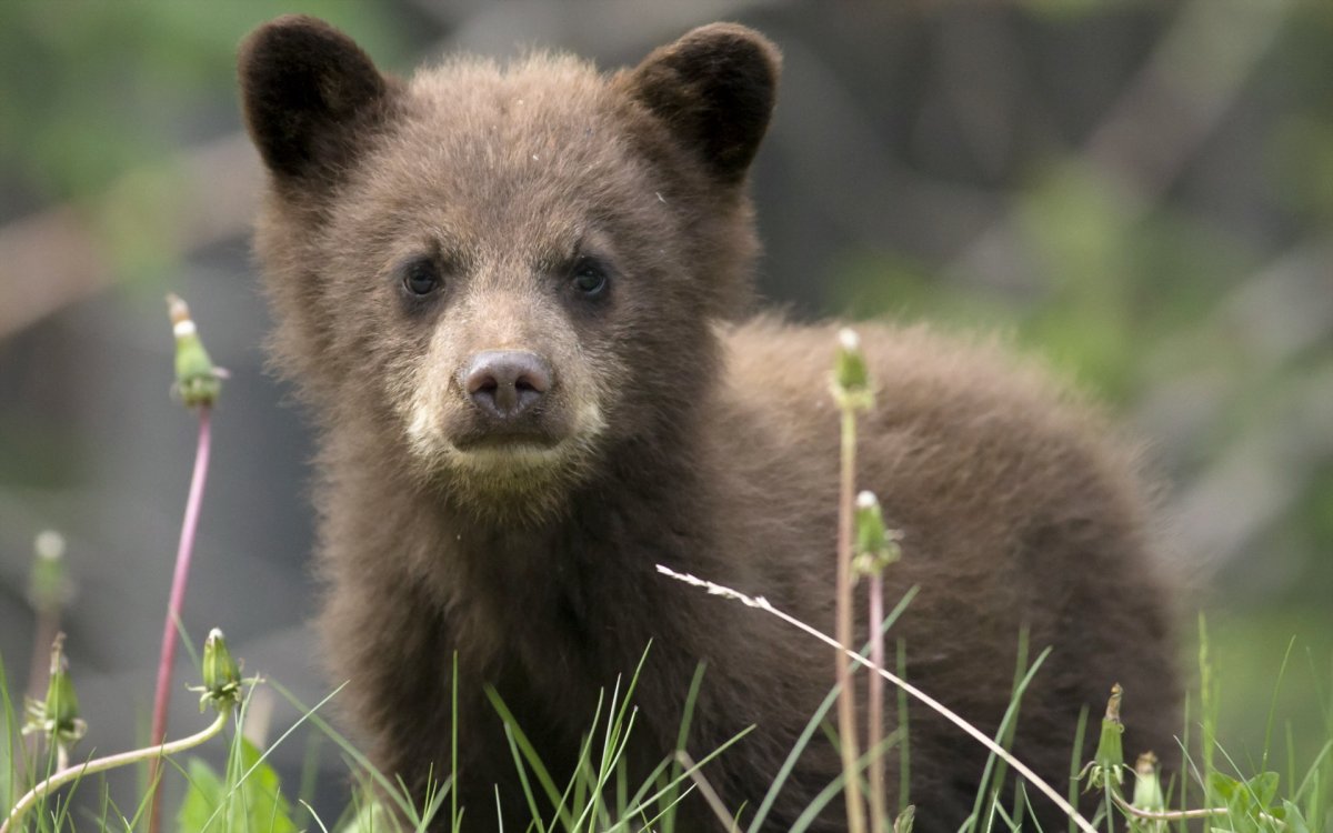 Милый медведь