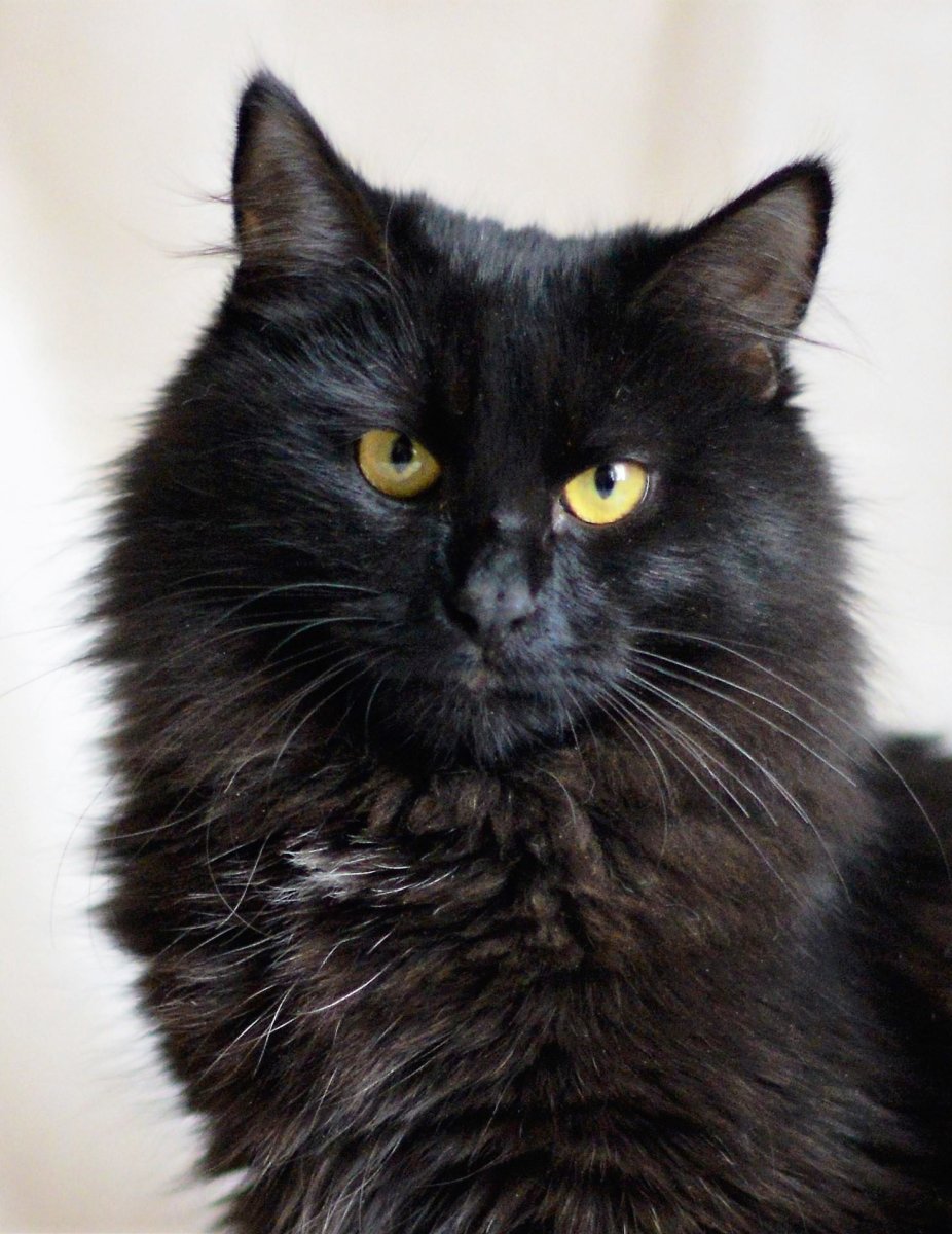 Длинношерстная Британская кошка черная