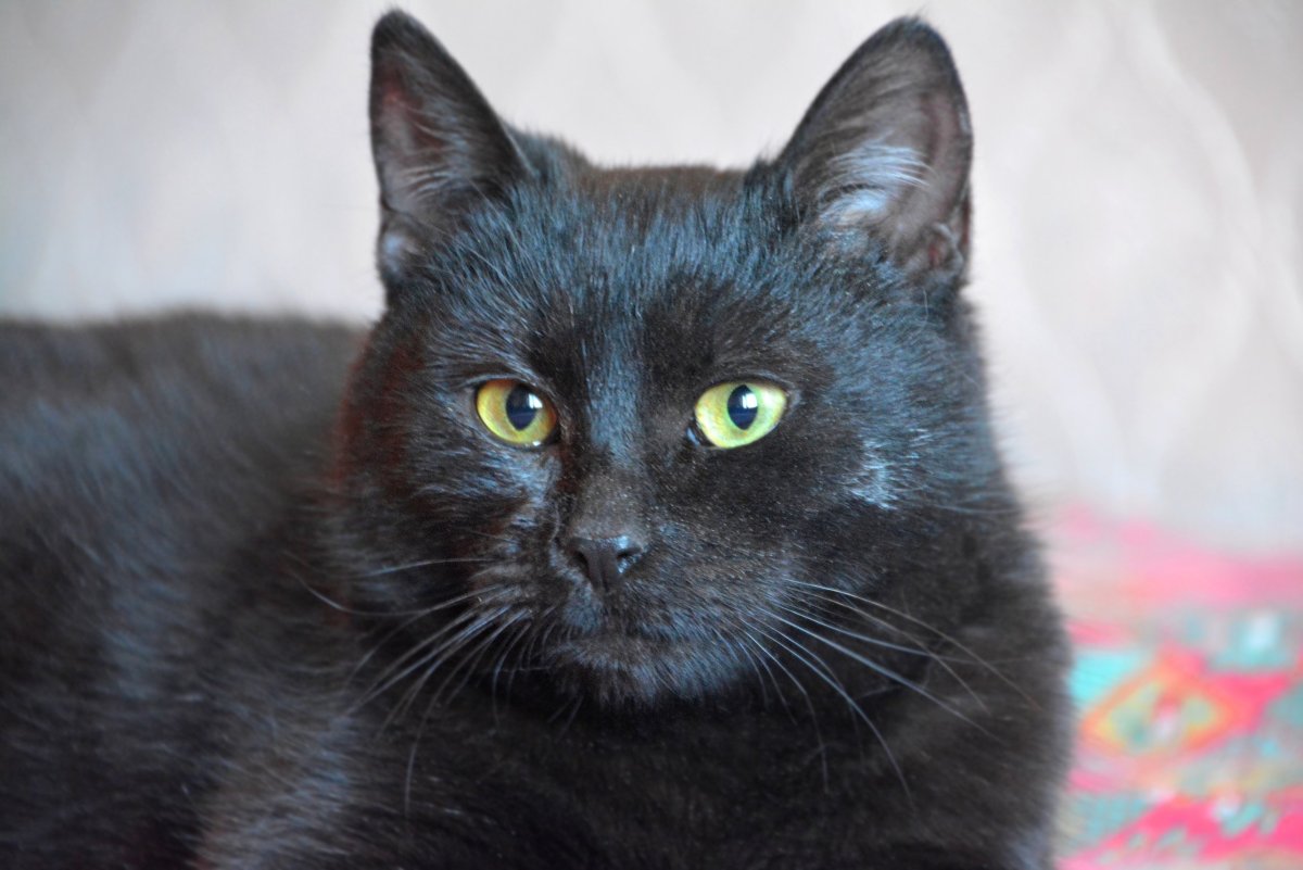 Сибирский кот черный метис