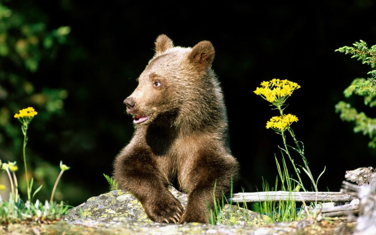Бурый медведь маленький