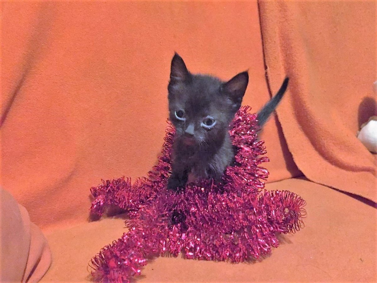 Метисы шотландских и британских