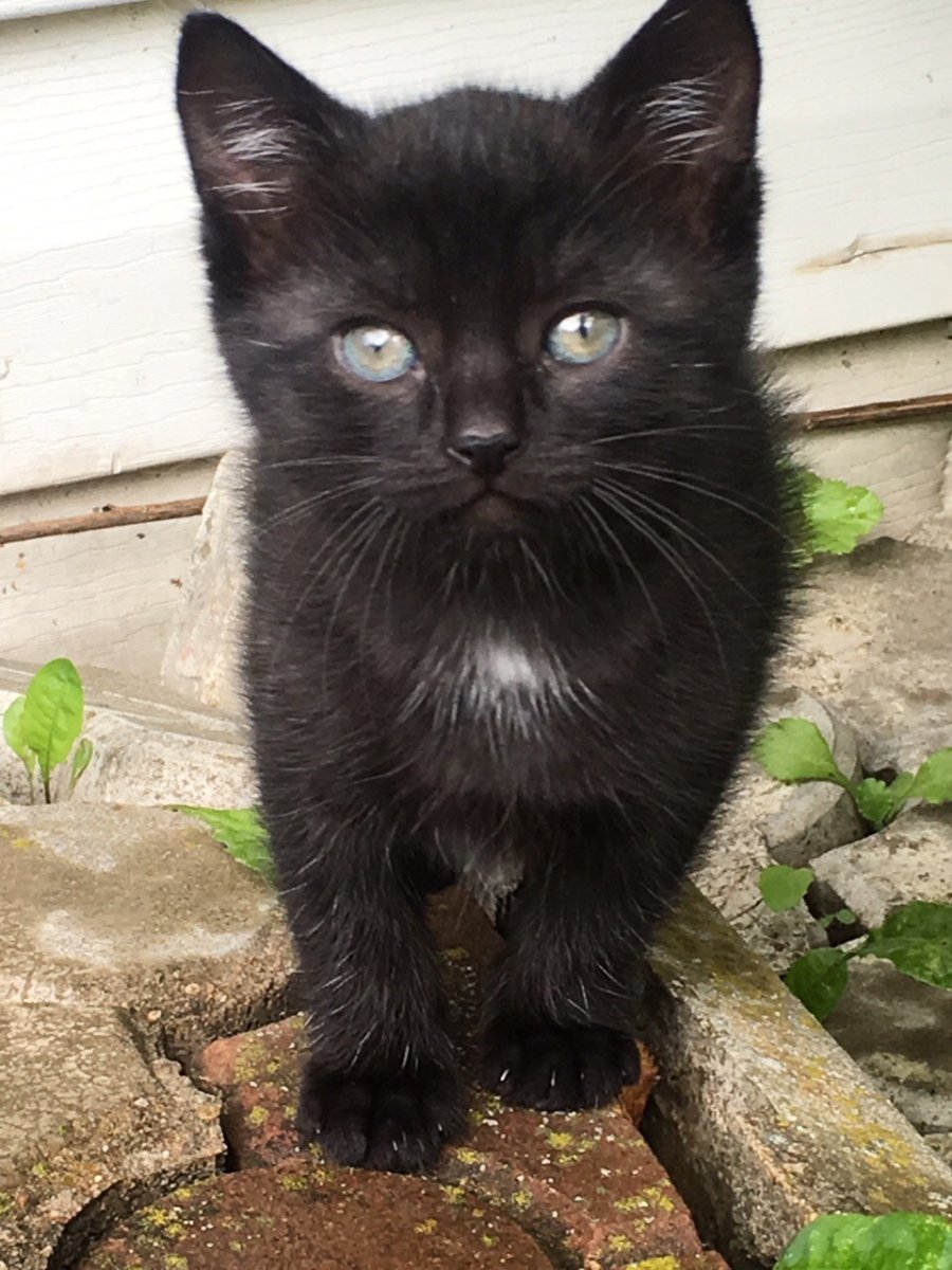 Бомбейская кошка