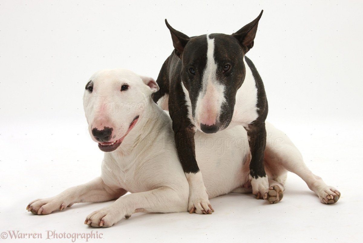 Бультерьер белый с черным