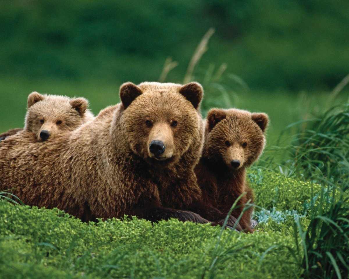 Бурая Медведица