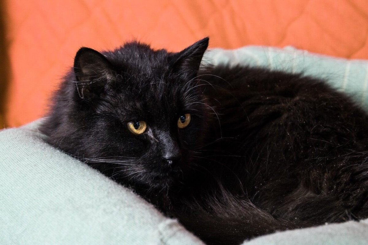 Абиссинская кошка черная