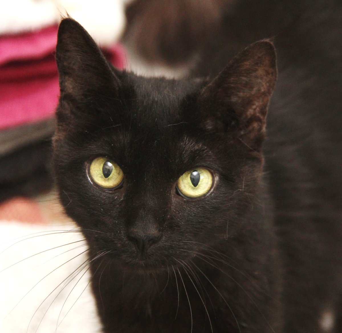 Метис Мейн куна черный