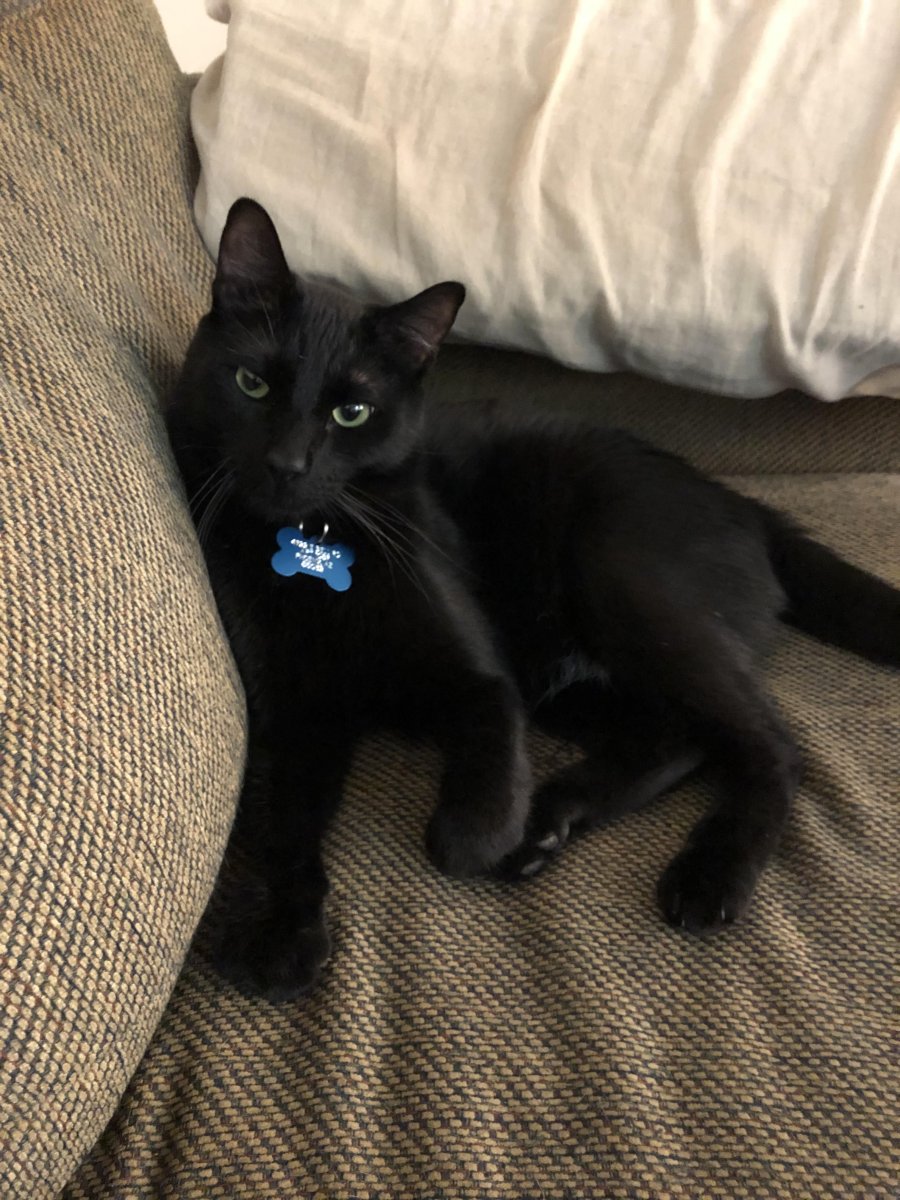 Бомбейский кот с желтыми глазами