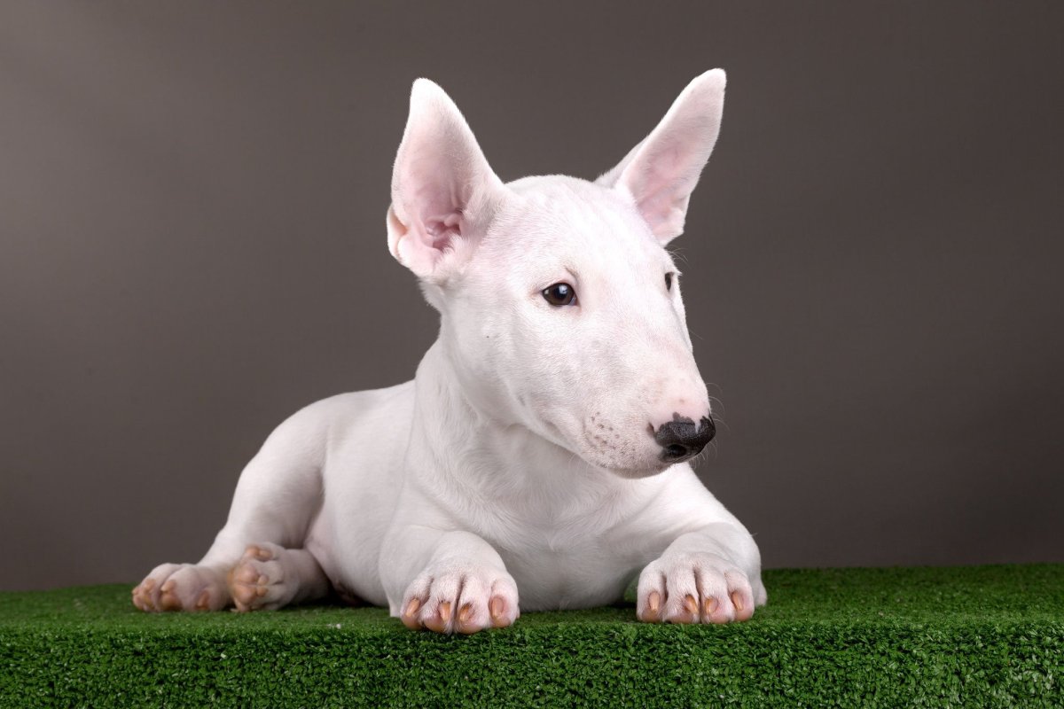 Мини бультерьер белый