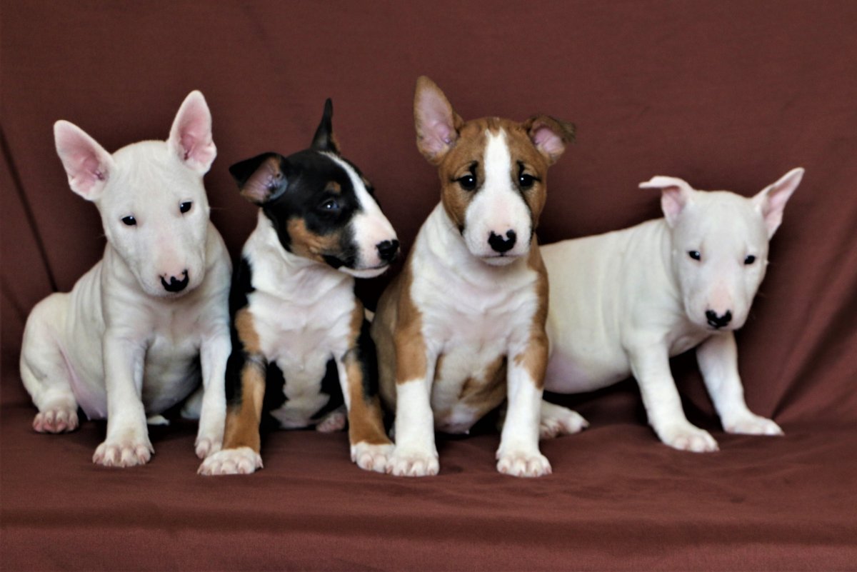 Щенки мини бультерьера