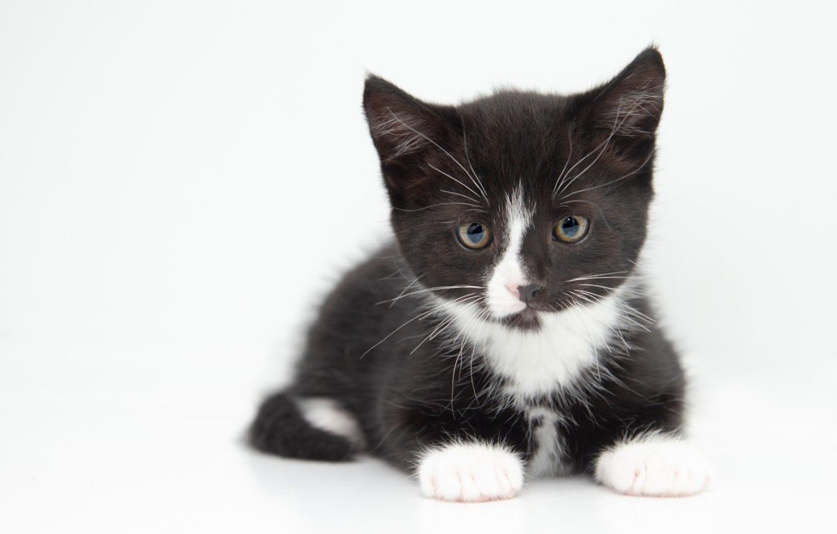 Метис бомбейской породы