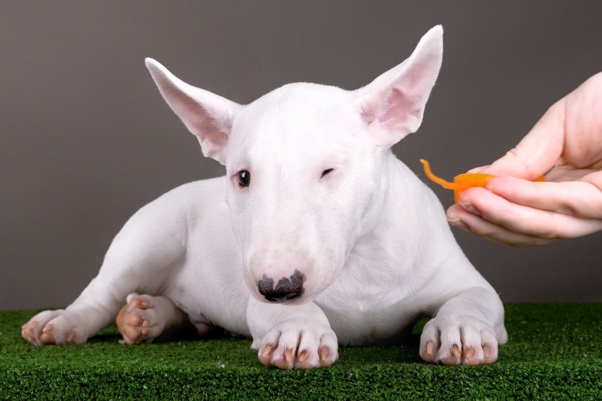 Бультерьер щенок