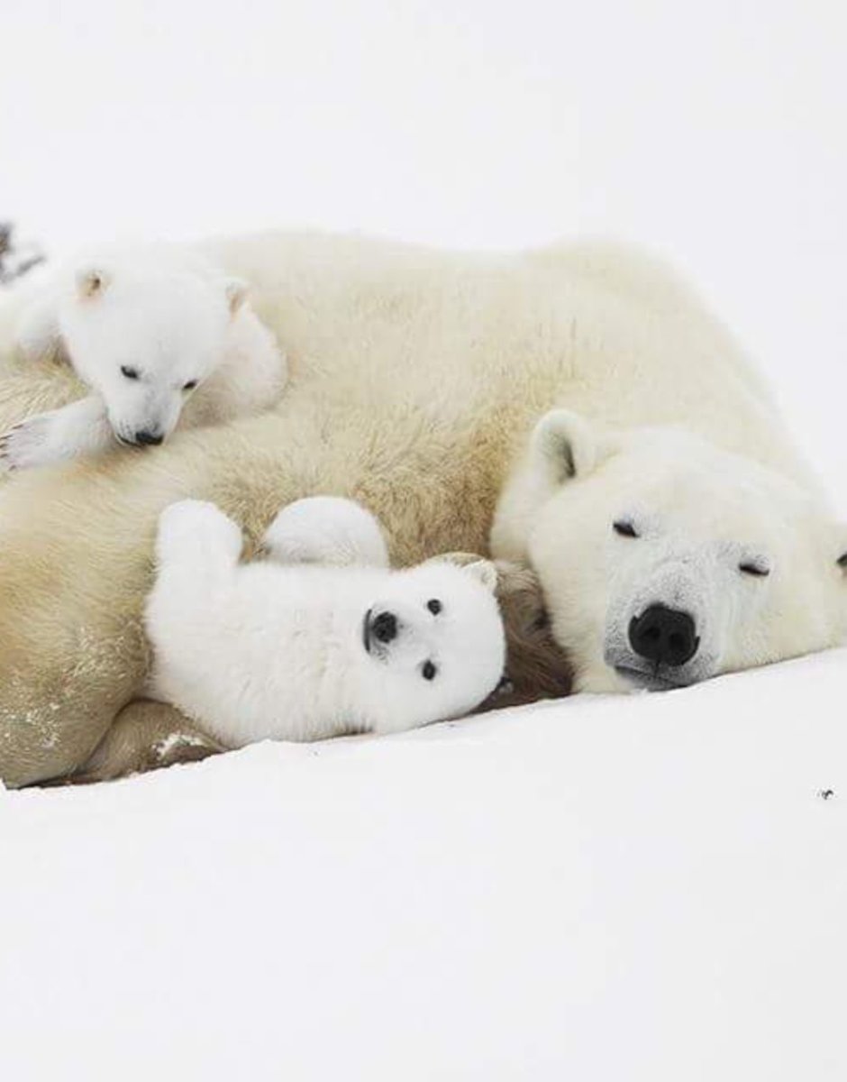 Семейство белых медведей