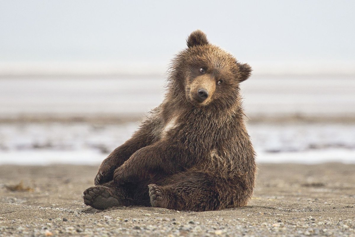 Очаровательные медвежата
