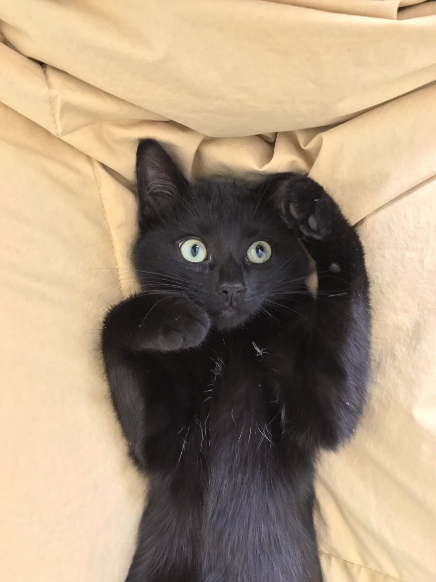 Кошка Багира порода