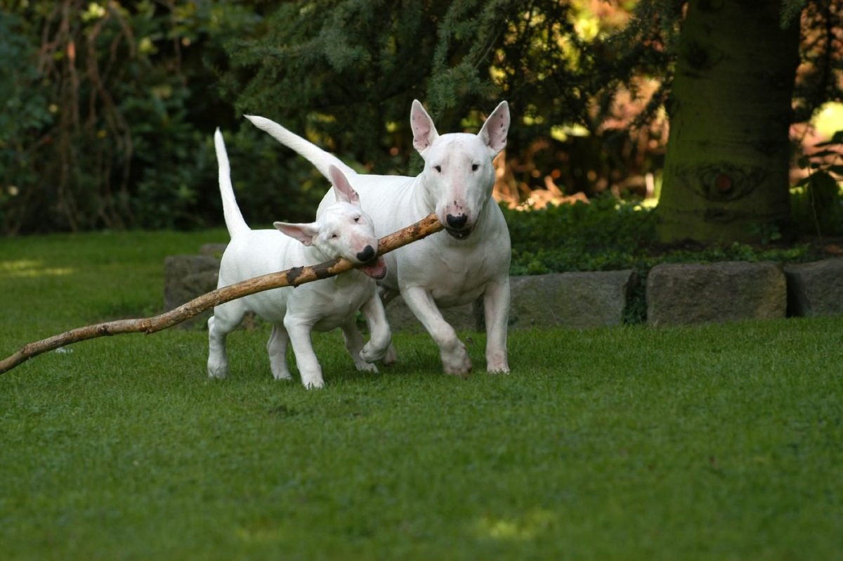 Бультерьер Хинкса