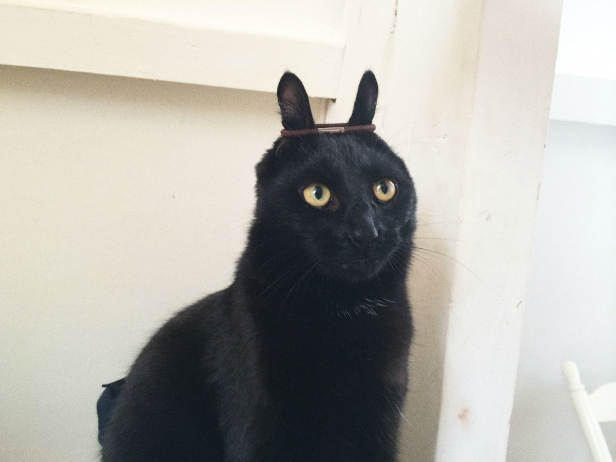 Удивленный черный кот