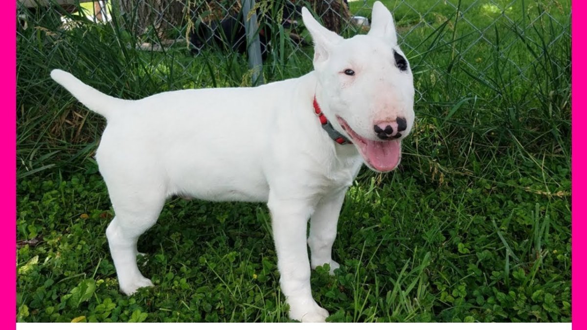 Бультерьер и бульдог