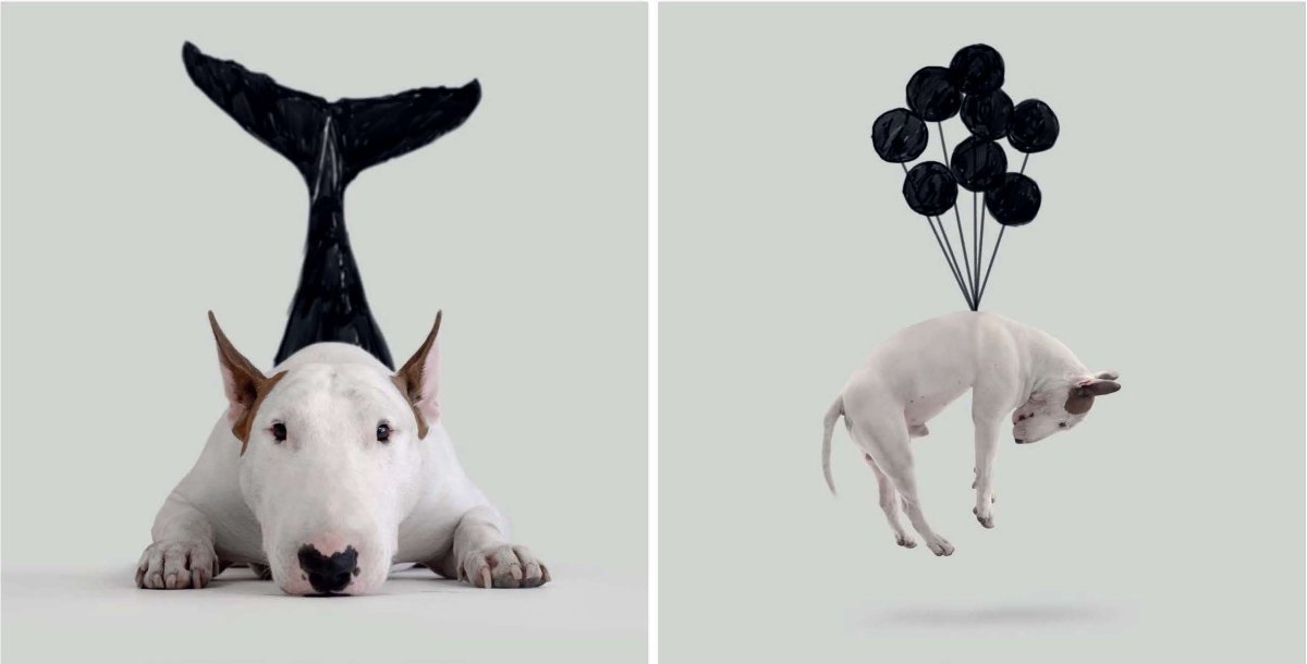 Обои на рабочий стол бультерьер