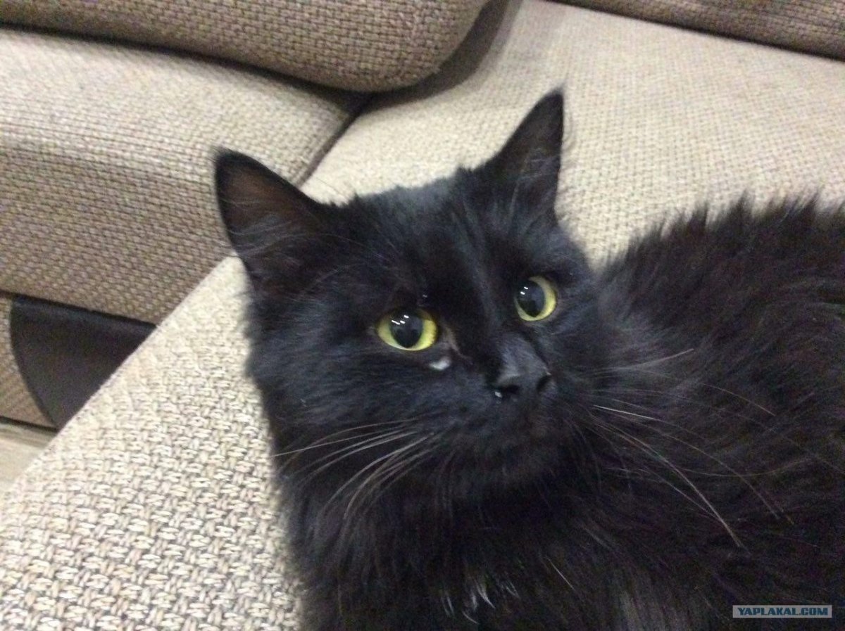 Метис кот черный