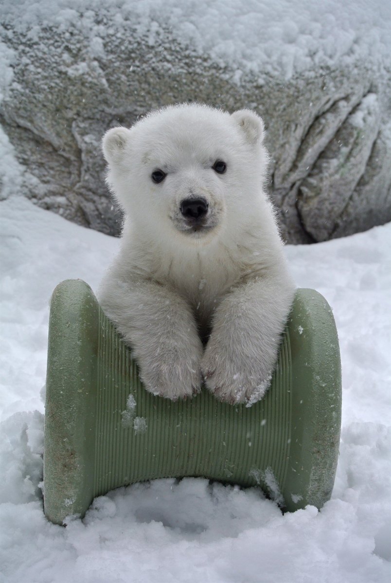 Полар бир (Polar Bear)