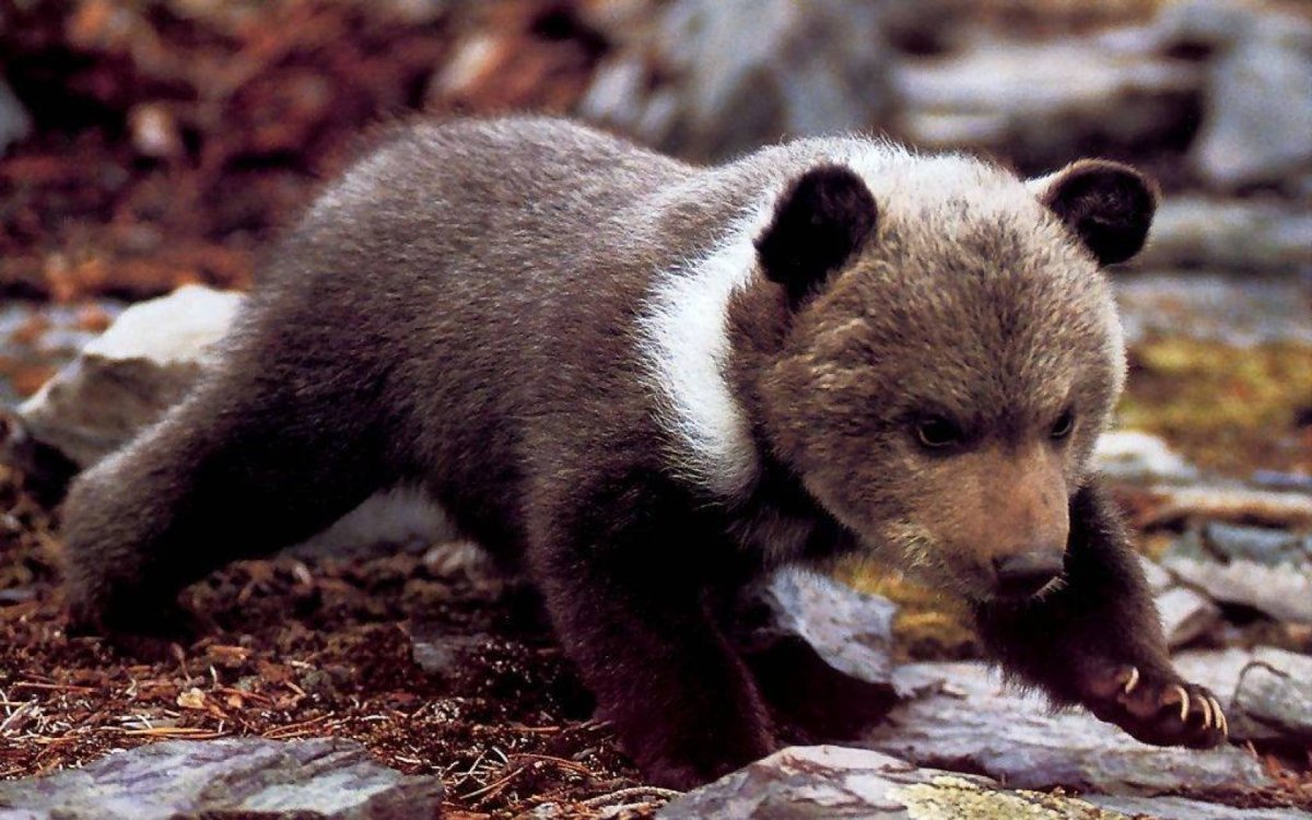 Бурый Медвежонок