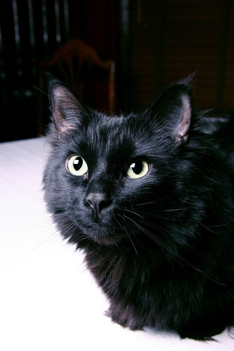 Черные длинношерстные Сибирские котята