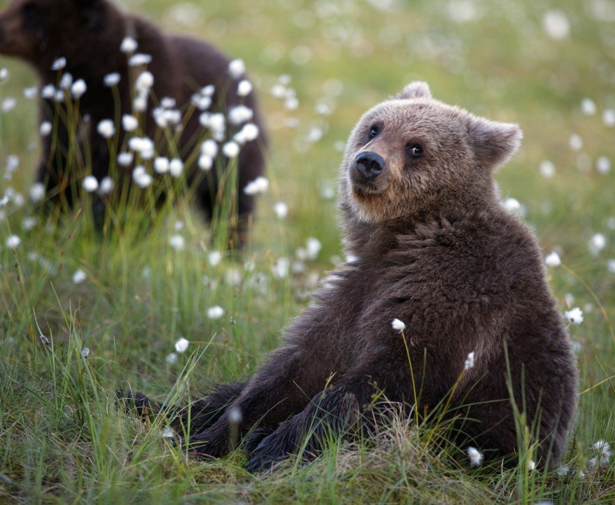 Милые медвежата