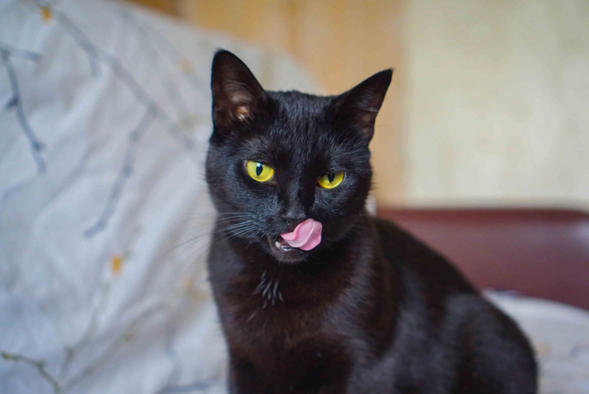 Камышовый Мейн кун