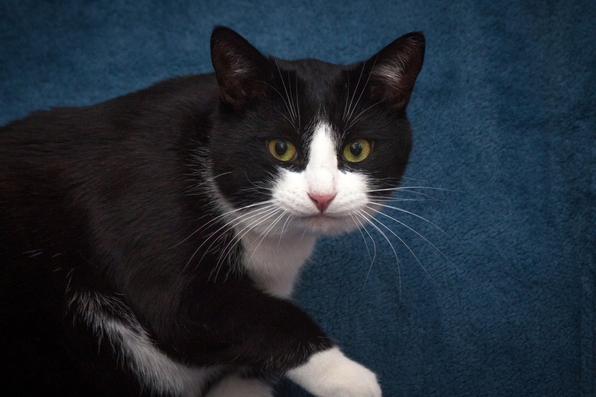 Ориентальная кошка