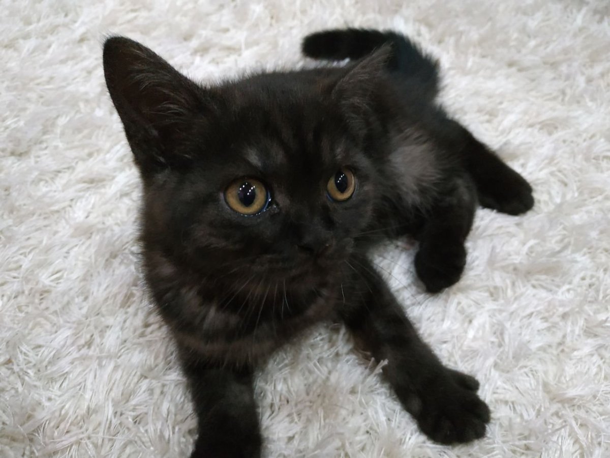 Милый чёрный котик