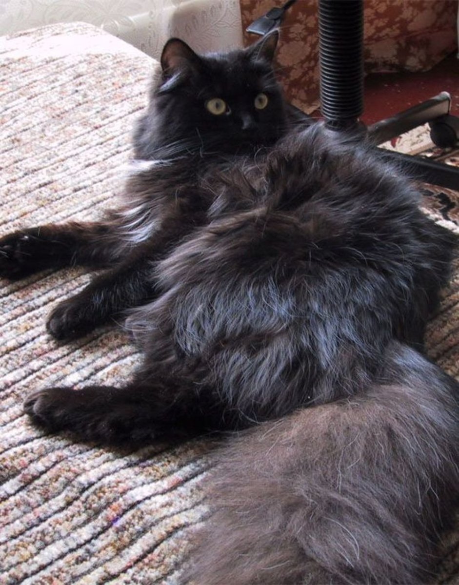 Черная кошка с котятами