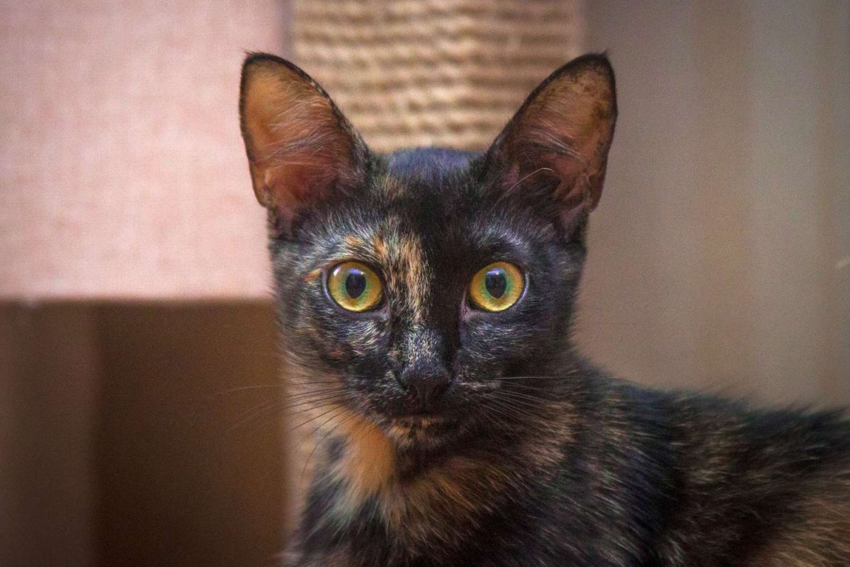 Сиамская кошка черная