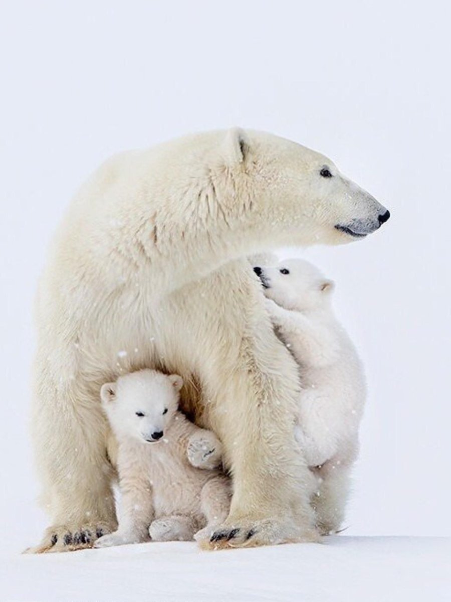 Белый Медвежонок